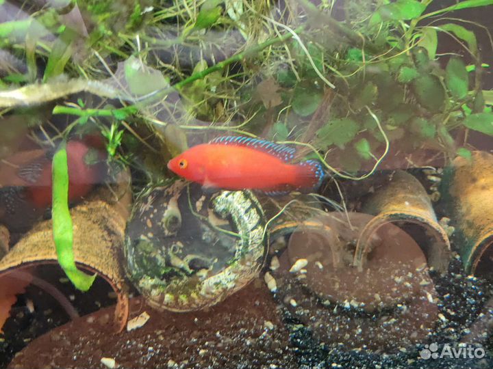 Хемихромис экcул