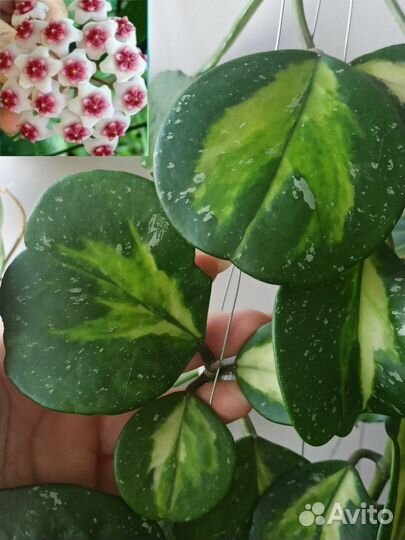 Хойи на срез С-K-O-P-S-W