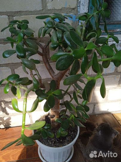Крассула толстянка денежное дерево