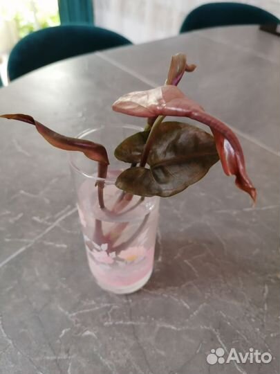 Сингониумы сортовые