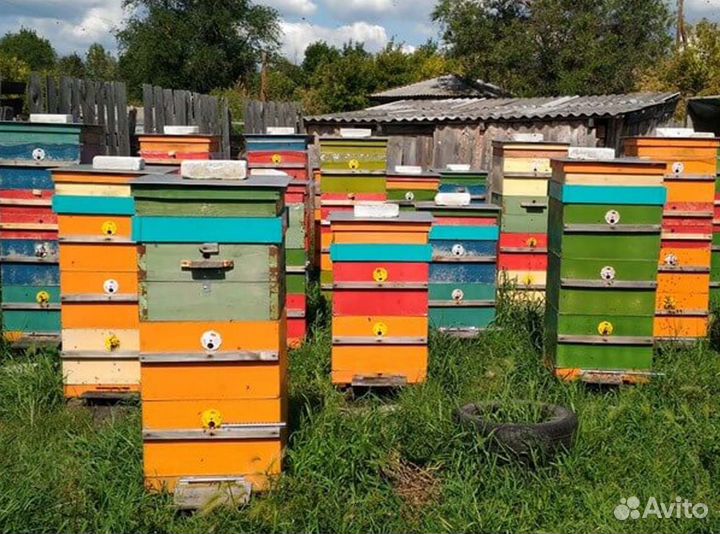 2024 Мёд натуральный из Алтая оптом