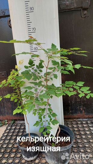 Витекс, Лагерстремия, Мелия, Кельрейтерия