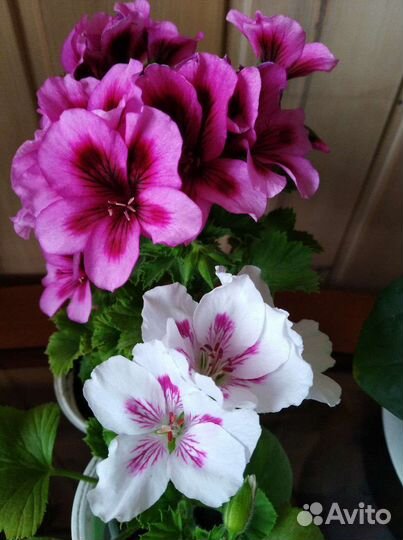 Королевская пеларгония