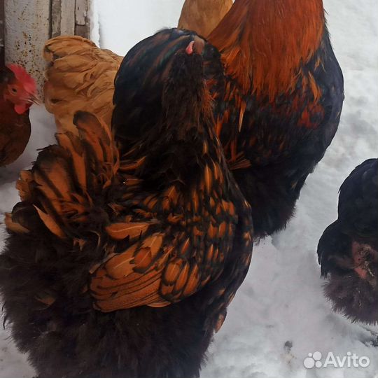 Инкубационное яйцо Орпингтон, Леггорн