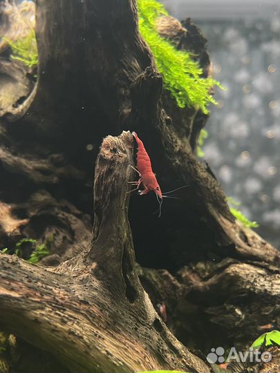 Креветка вишня