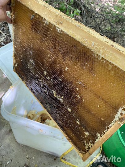 Свежий мед 2023г