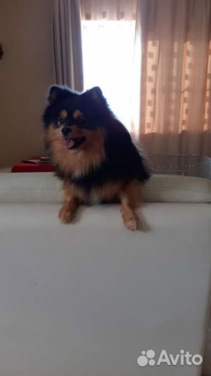 Хочу стать папой