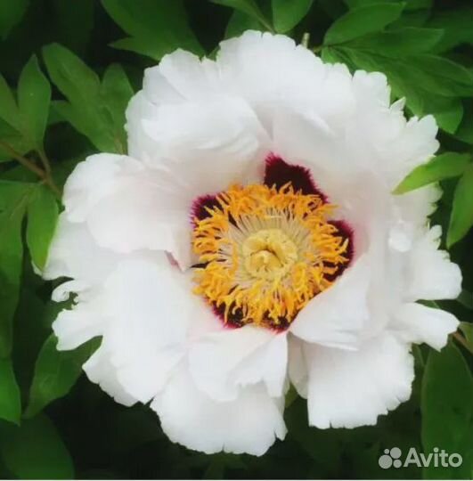 Пион древовидный Белый Феникс