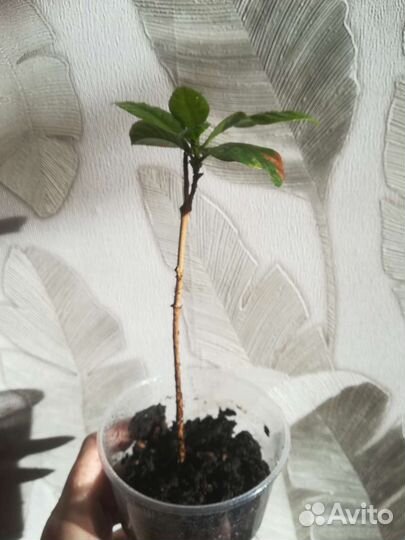 Кофе Арабика