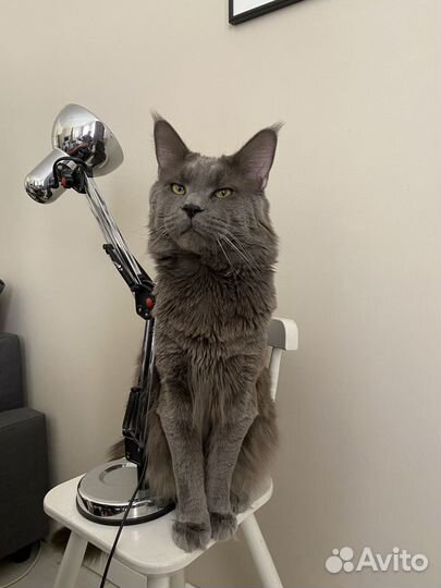 Вязка Мэйн Кун голубой солид