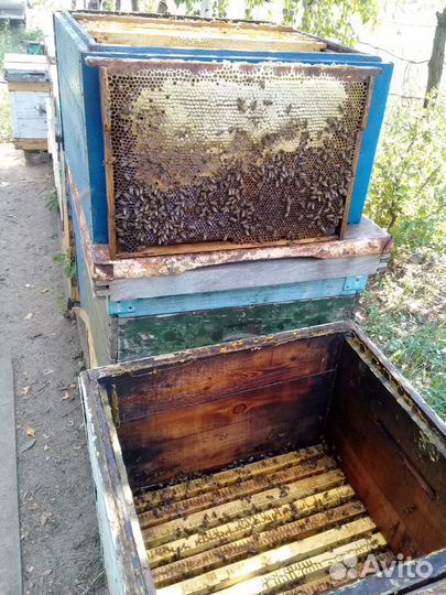 Мед натуральный (разнотравье) 2023 года