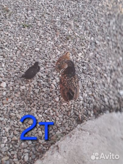 Китайские куры