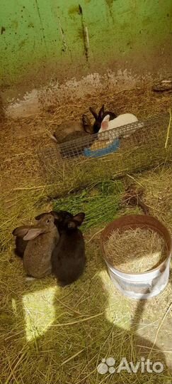 Калифорнийские кролики