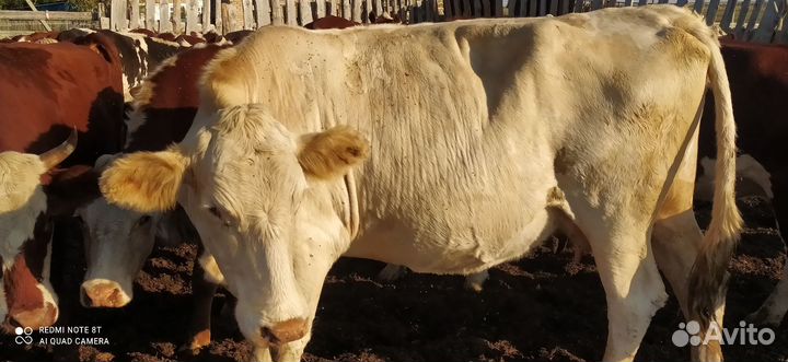 Коровы и телята