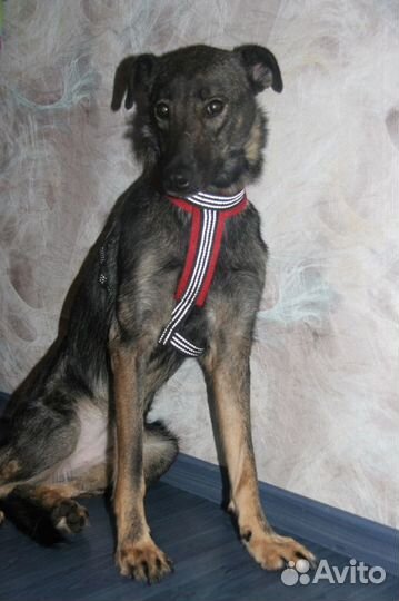 Собака Тая ждет семью