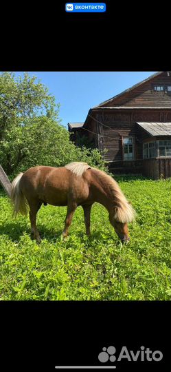Пони в аренду
