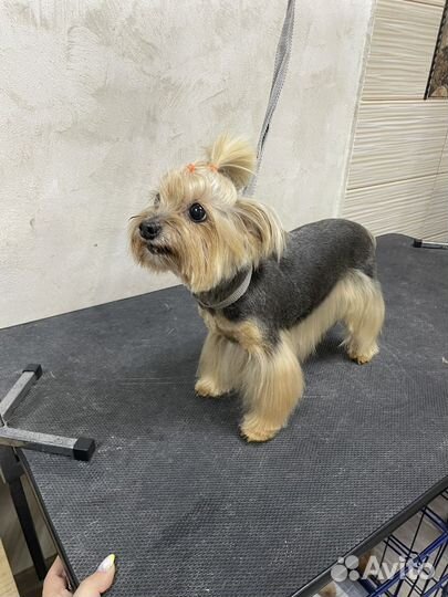 Услуги грумера