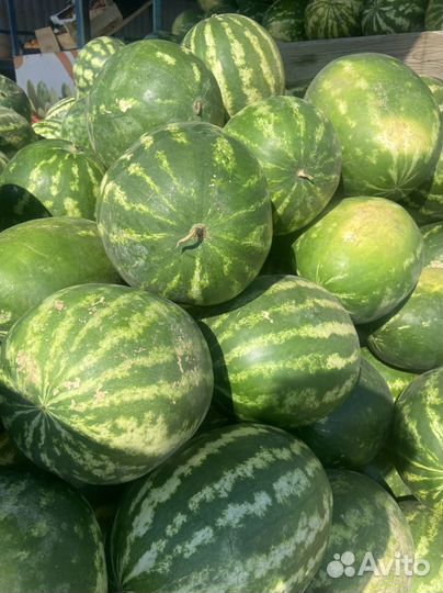 Арбуз оптом