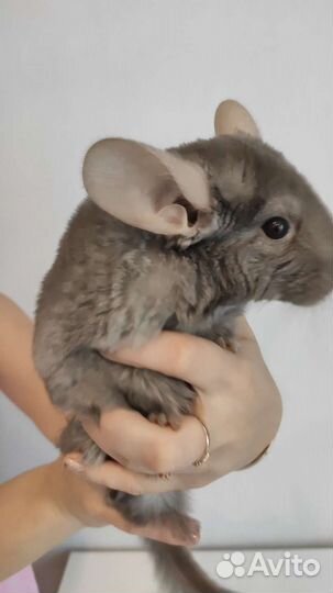 Шиншилла носитель ангоры гетеробеж