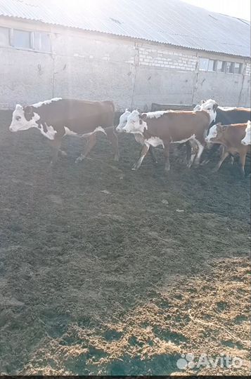 Телки этого года