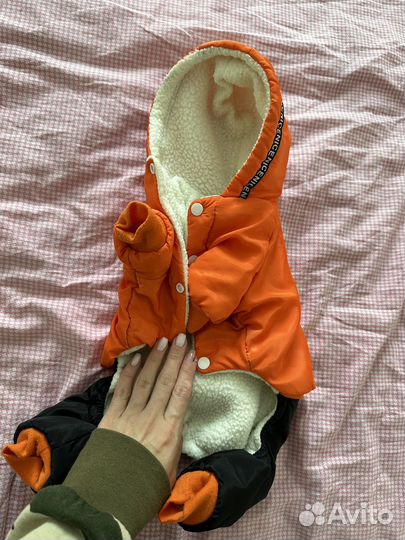 Одежда для собак мелких пород