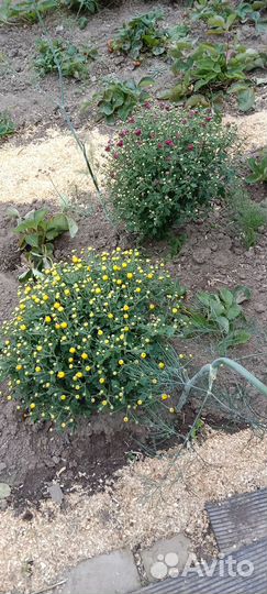 Хризантема мультифлора