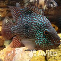 Аквариумный центр