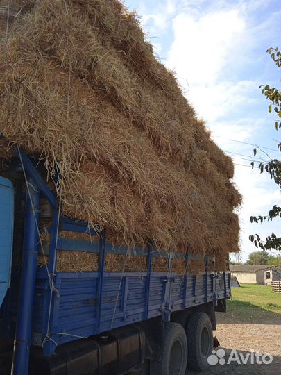 Солома рисовая