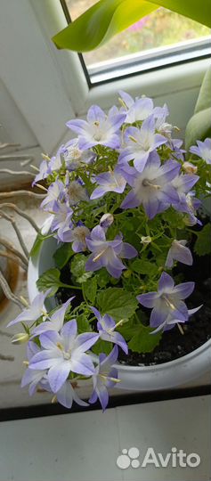 Кампанула жених и невеста