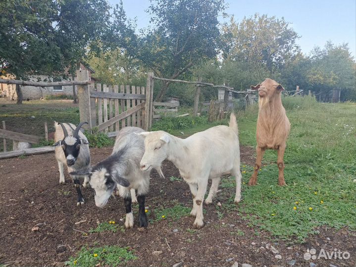 Козы и козел