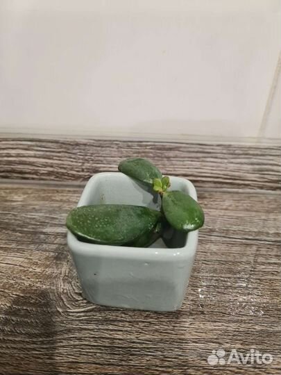 Денежное дерево. Толстянка. Сукулент