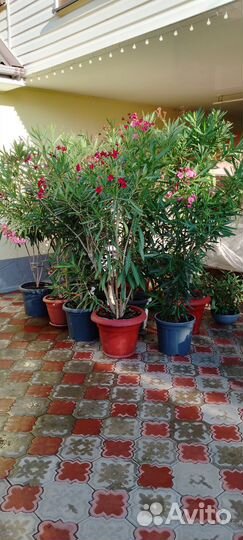 Олеандр махровый