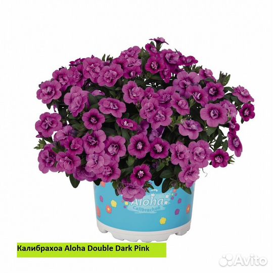 Укорененные черенки калибрахоа