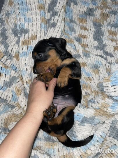 Карликовая такса щенки