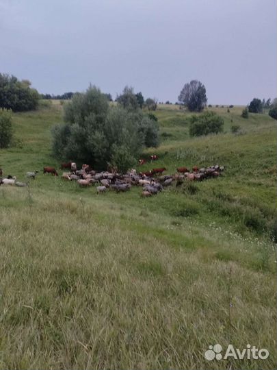 Овцы бараны