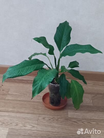 Спатифиллум и денежное дерево