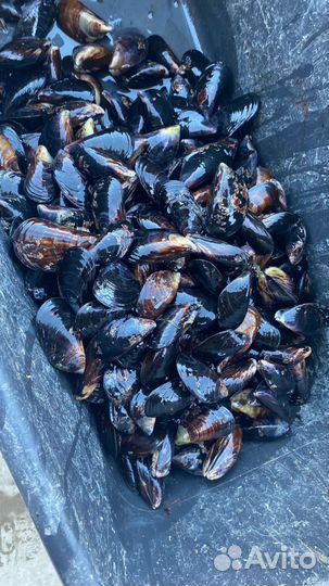 Мидии черноморские