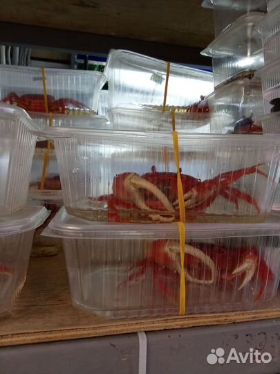 Краб красный дракон