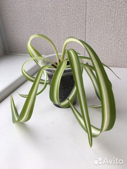 Хлорофитум кудрявый Бонни