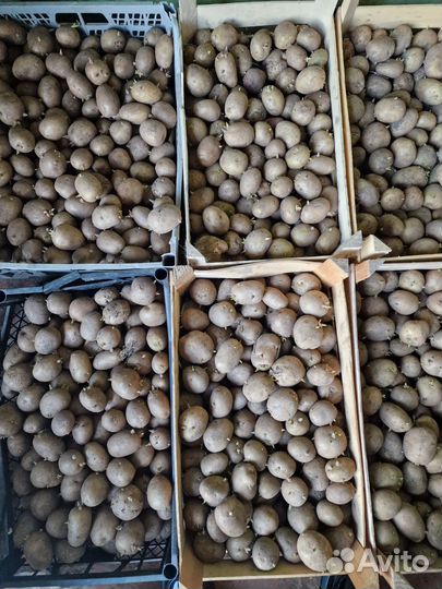 Семенной картофель