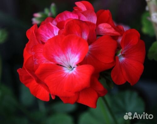 Пеларгония (герань)