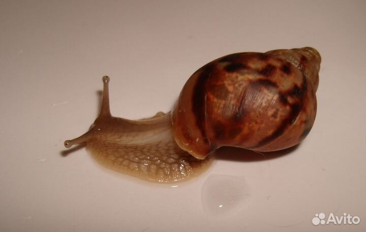 Achatina