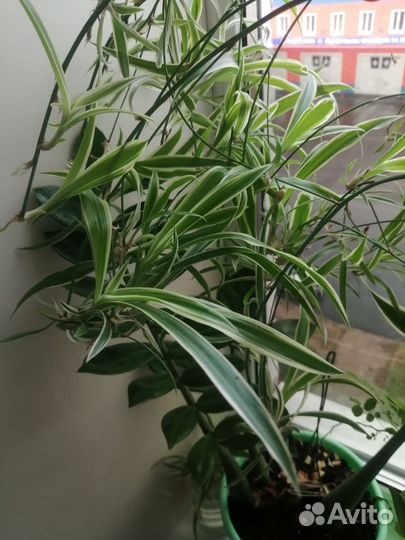 Хлорофитум