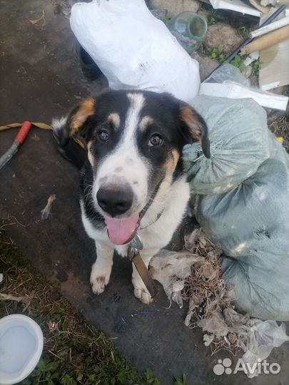 Помогите спасти собаку