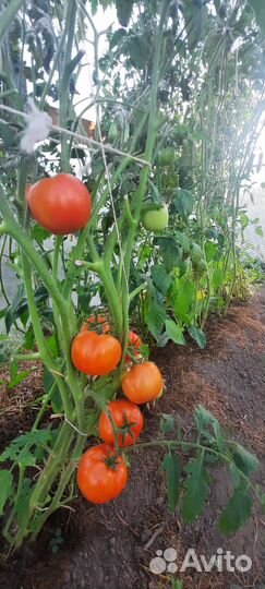 Помидоры тепличные