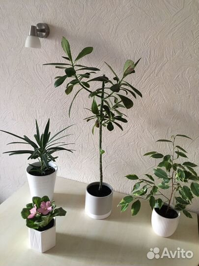 Комнатные цветы