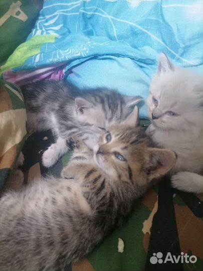 Котята в добрые руки