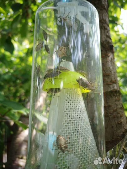 Феромонная ловушка для мраморного клопа