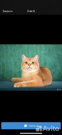 Шатланские котята