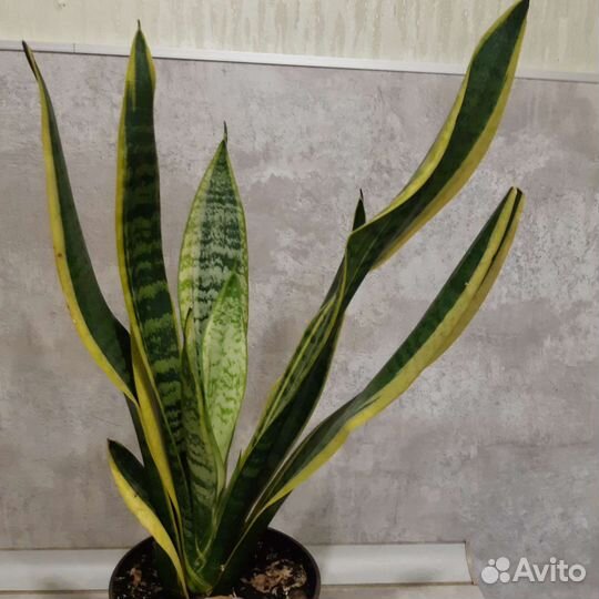 Сансевиерия Голд